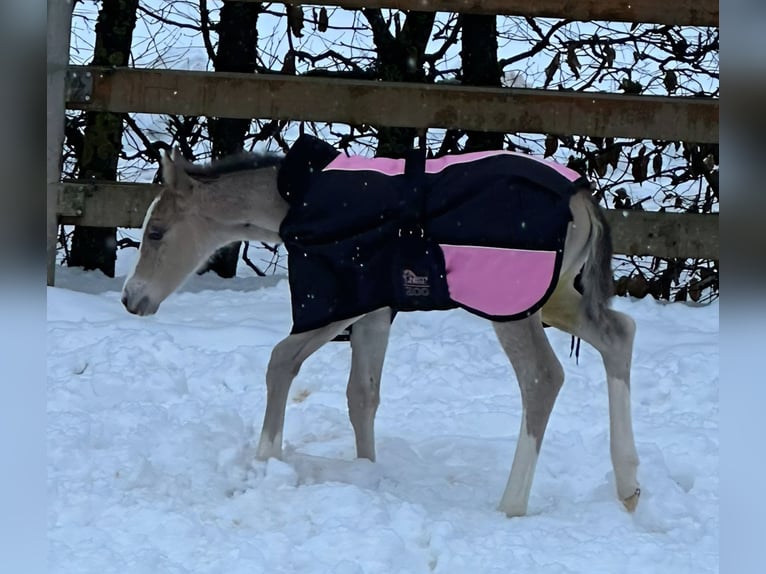 Quarter horse américain Jument Poulain (01/2026) Buckskin in VorbachSchlammersdorf