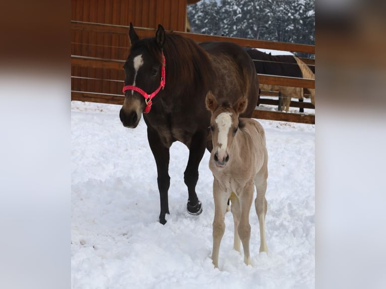 Quarter horse américain Jument Poulain (01/2026) Buckskin in VorbachSchlammersdorf