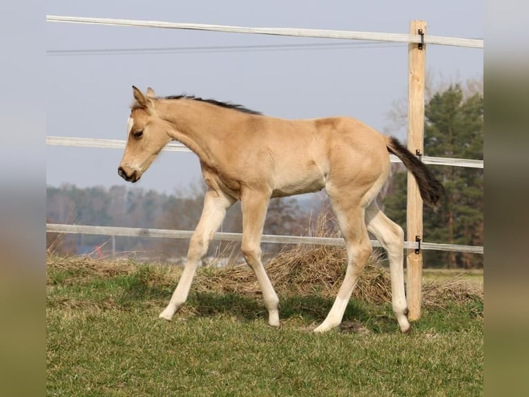 Quarter horse américain Jument Poulain (02/2026) Buckskin in Schlammersdorf
