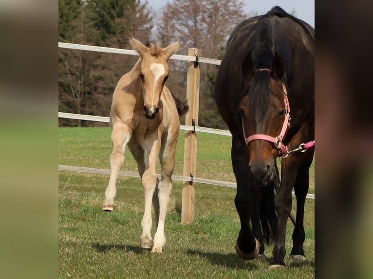 Quarter horse américain Jument Poulain (02/2026) Buckskin in Schlammersdorf