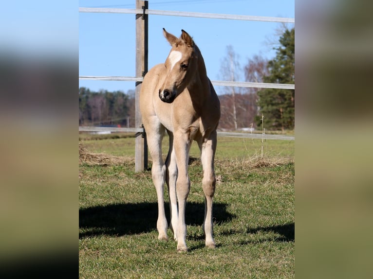 Quarter horse américain Jument Poulain (02/2026) Buckskin in Schlammersdorf