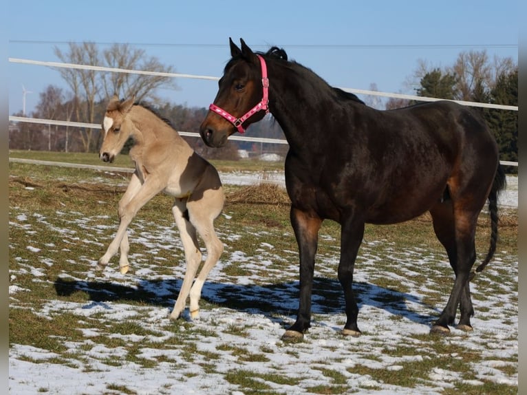 Quarter horse américain Jument Poulain (02/2026) Buckskin in Schlammersdorf