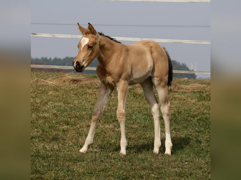 Quarter horse américain Jument Poulain (02/2026) Buckskin in Schlammersdorf