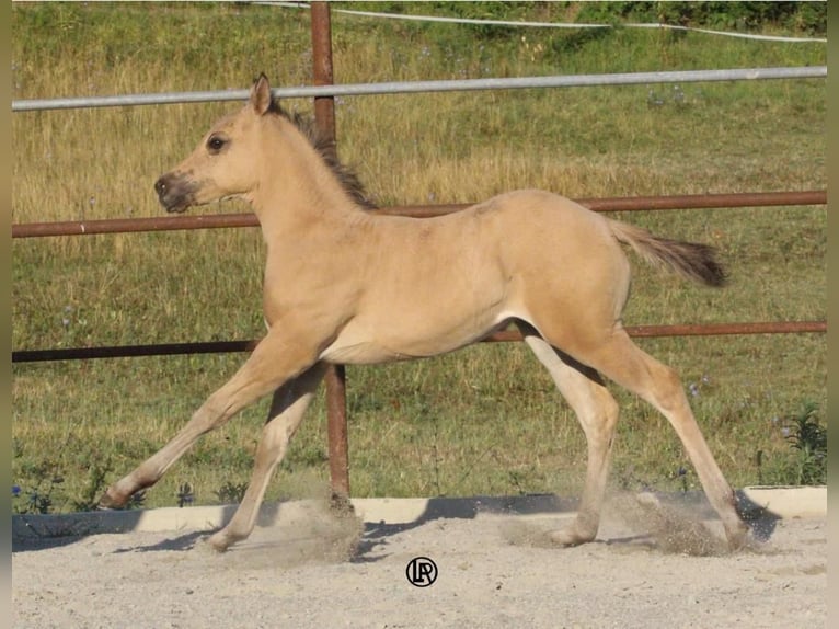 Quarter horse américain Jument Poulain (05/2026) Buckskin in PessolaVarsi (PR)