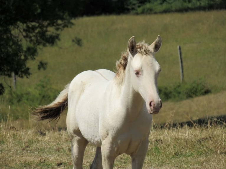 Quarter horse américain Jument Poulain (04/2026) Champagne in Ferrieres Sur Sichon