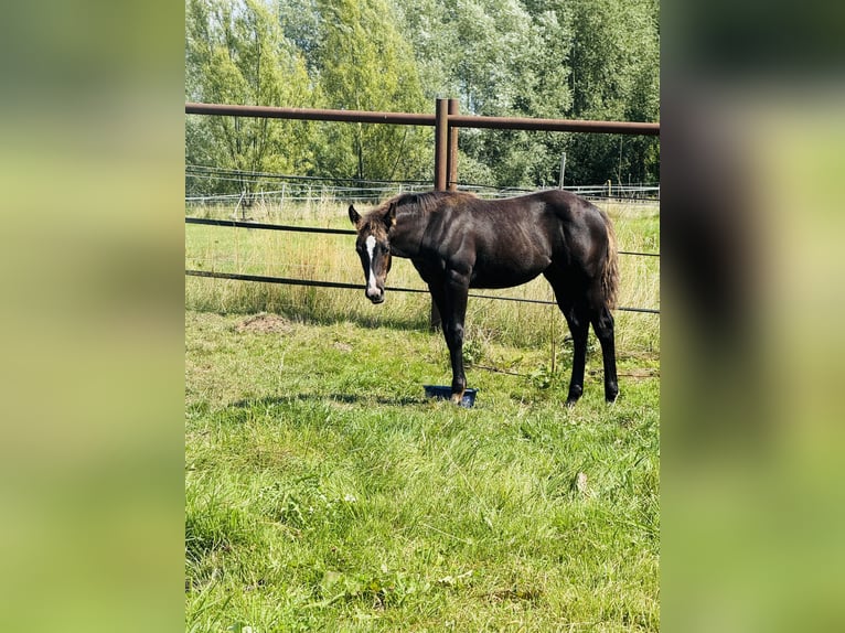 Quarter horse américain Jument Poulain (04/2025) Noir in Gifhorn