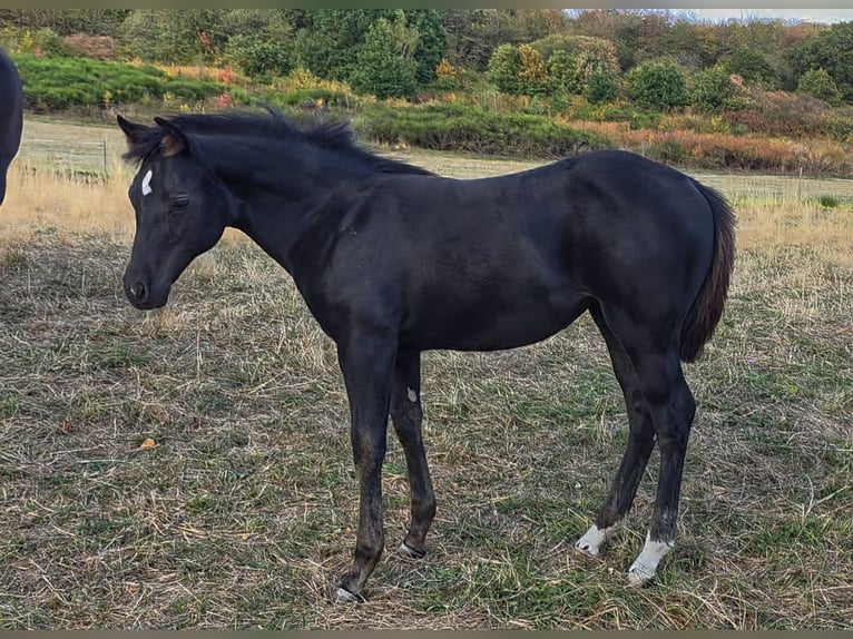 Quarter horse américain Jument Poulain (05/2026) Noir in Reichweiler