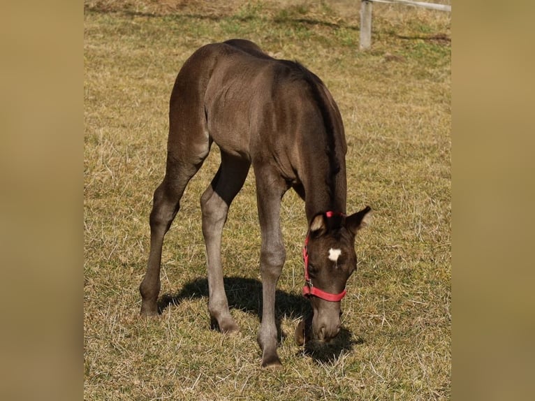 Quarter horse américain Jument  Noir in Schlammersdorf-Moos