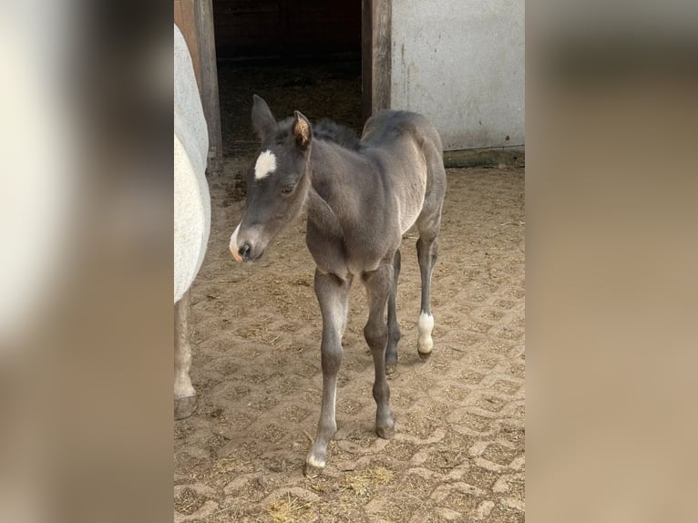 Quarter horse américain Jument Poulain (04/2026) Noir in Daleiden