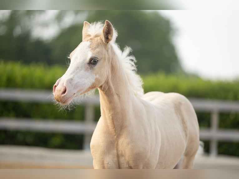 Quarter horse américain Jument Poulain (01/2026) Palomino in Tollebeek