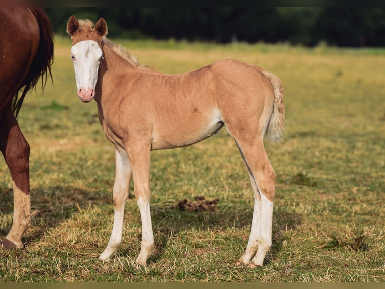 Quarter horse américain Jument Poulain (04/2025) Palomino in Ehingen