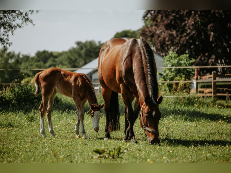 Quarter horse américain Jument Poulain (04/2026)  in Bedburg-Hau