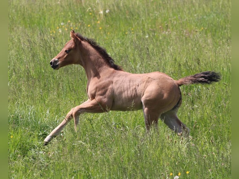 Quarter horse américain Jument Poulain (04/2024) in Waldshut-Tiengen