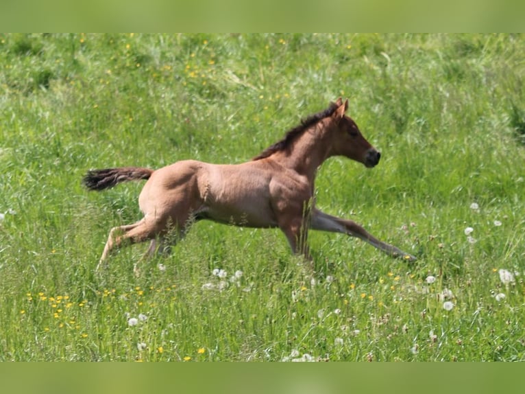 Quarter horse américain Jument Poulain (04/2024) in Waldshut-Tiengen