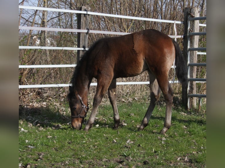 Quarter horse américain Jument Poulain (01/2024) Roan-Bay in Pöttsching