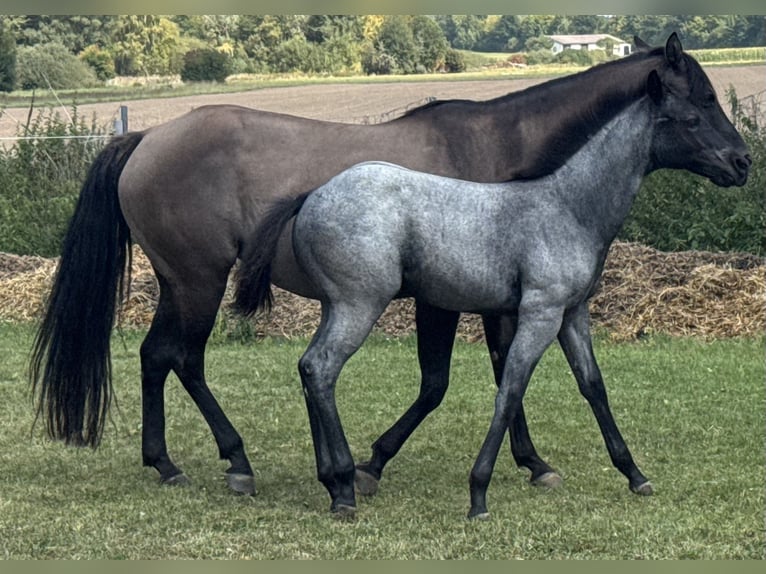 Quarter horse américain Jument Poulain (04/2025) Rouan bleu in Hirschau