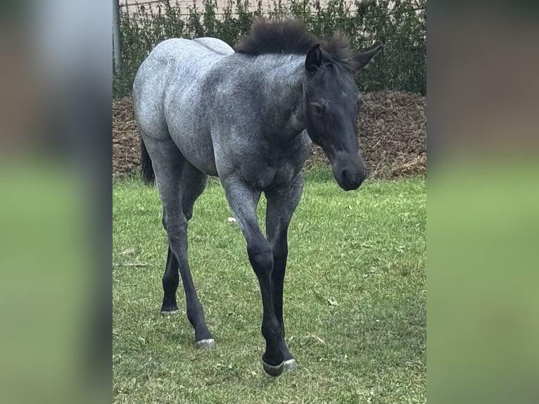 Quarter horse américain Jument Poulain (04/2025) Rouan bleu in Hirschau