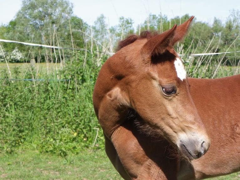 Quarter horse américain Jument Poulain (03/2026) Rouan Rouge in Bragny-sur-Saone