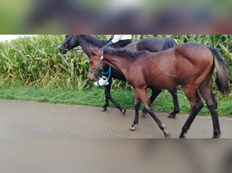 Quarter horse américain Jument Poulain (04/2025) in Langenau