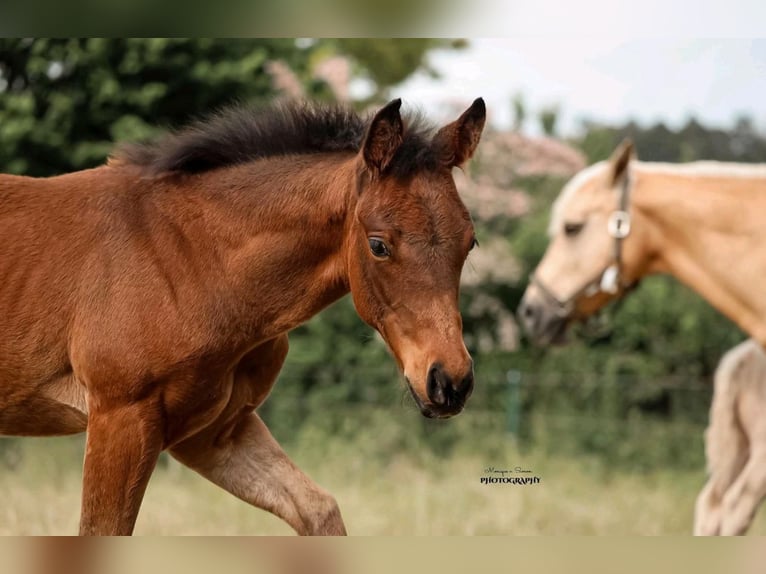 Quarter horse américain Jument Poulain (03/2025) in Salzgitter