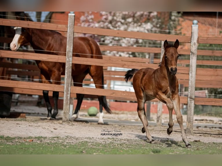 Quarter horse américain Jument Poulain (03/2025) in Salzgitter