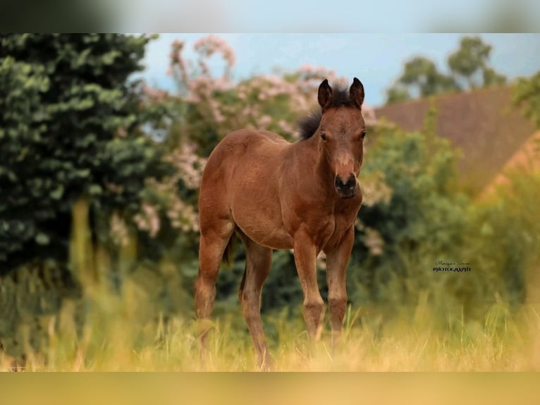 Quarter horse américain Jument Poulain (03/2025) in Salzgitter