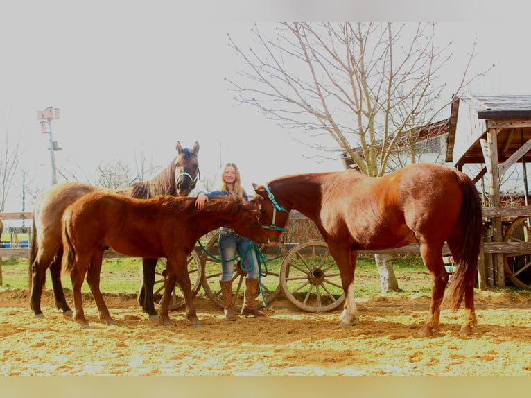 Quarter-ponny Hingst 1 år 130 cm Fux in Holzgünz
