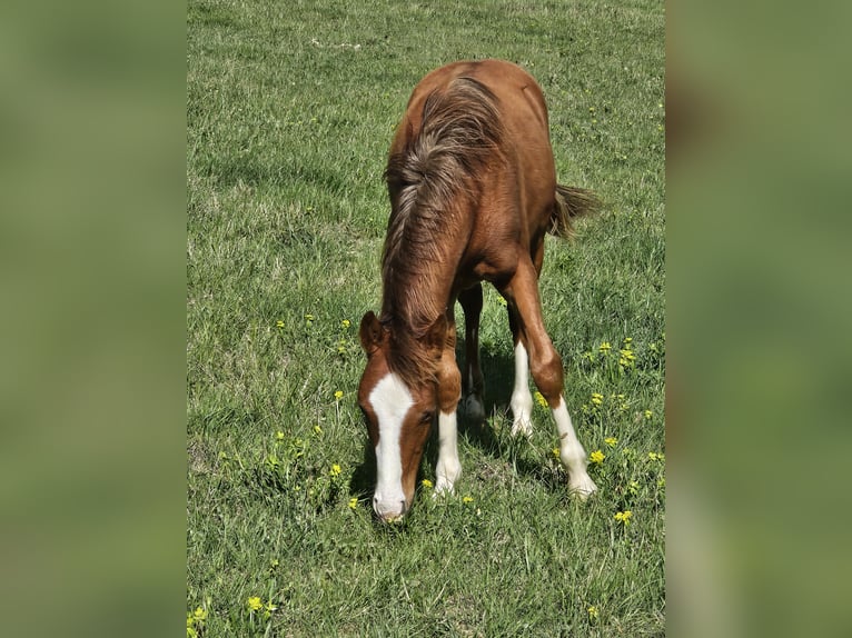 Quarter-ponny Hingst 1 år 130 cm fux in Gaudies