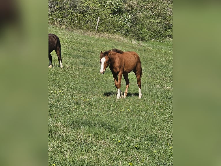 Quarter-ponny Hingst 1 år 130 cm fux in Gaudies