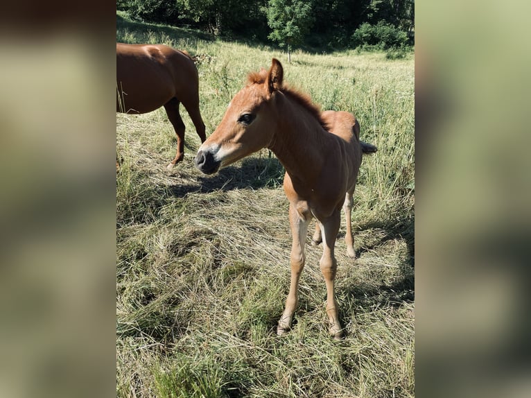 Quarter-ponny Blandning Hingst 1 år 155 cm fux in Kleinschmalkalden