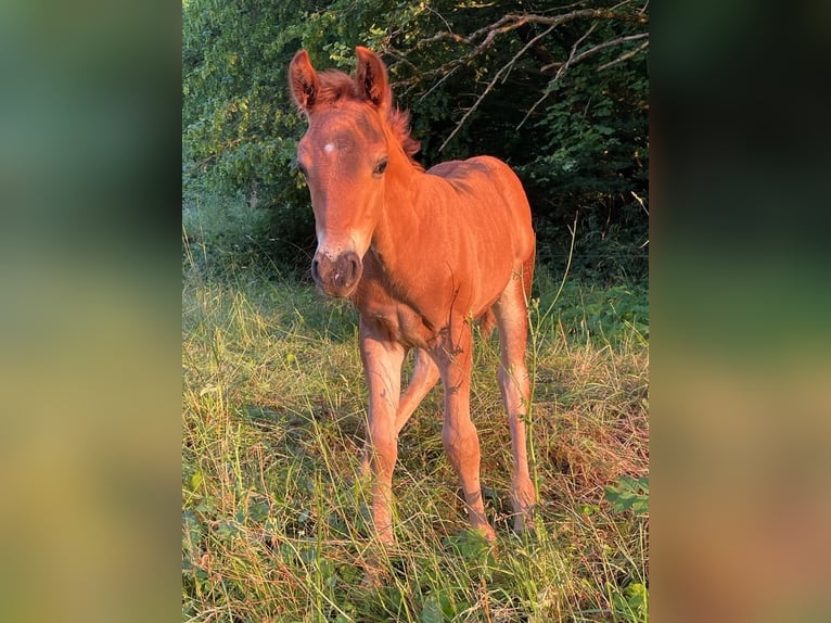 Quarter-ponny Blandning Hingst 1 år 155 cm fux in Kleinschmalkalden