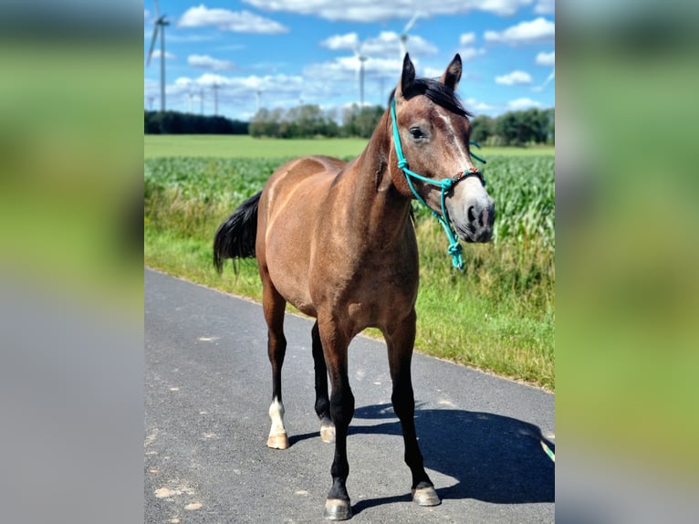 Quarter-ponny Blandning Hingst 2 år 147 cm Rödskimmel in Vacha