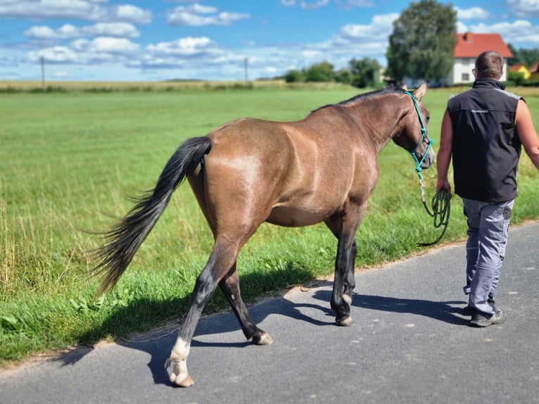 Quarter-ponny Blandning Hingst 2 år 147 cm Rödskimmel in Vacha