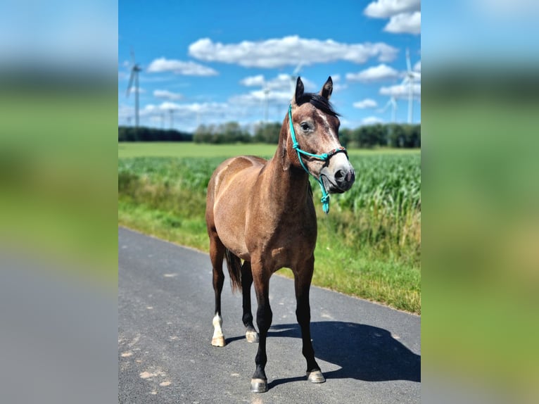 Quarter-ponny Blandning Hingst 2 år 147 cm Rödskimmel in Vacha