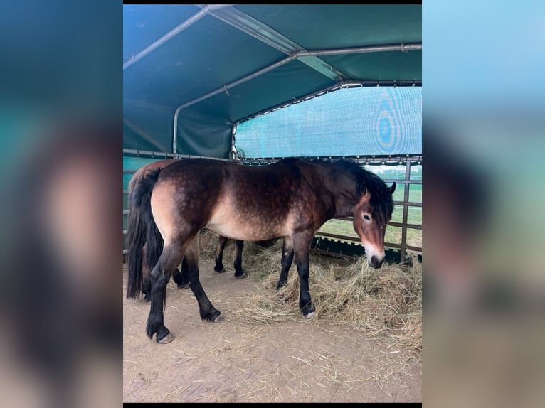 Quarter-ponny Blandning Hingst 4 år 140 cm Brun in ReutlingenReutlingen