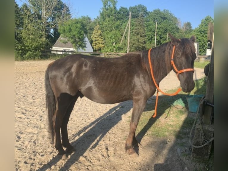 Quarter-ponny Hingst 4 år 148 cm Svart in Hennef