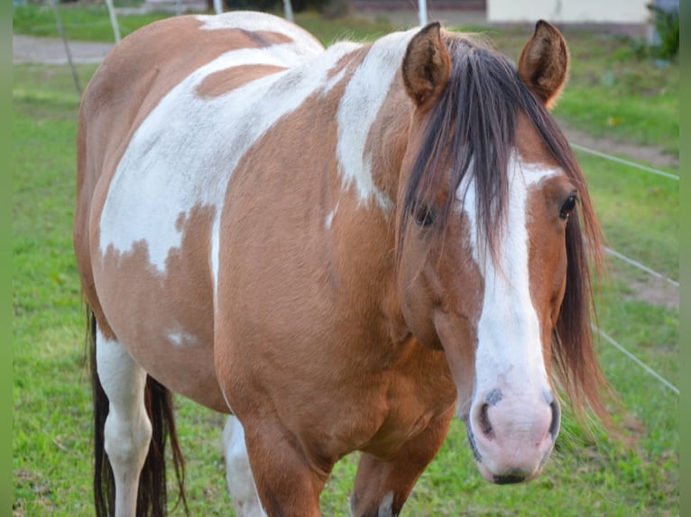 Quarter-ponny Hingst Black in Kalbe(milde)