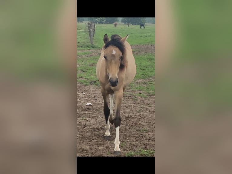 Quarter-ponny Hingst Black in Kalbe(milde)