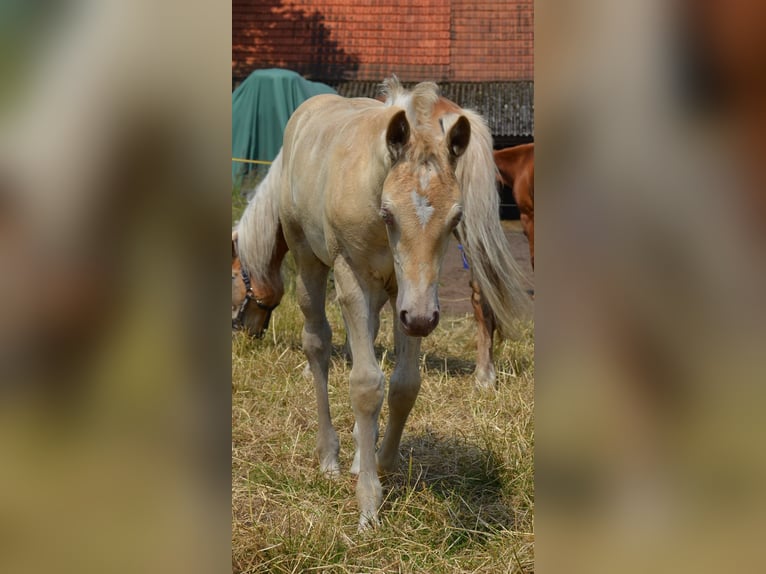 Quarter-ponny Hingst Föl (05/2024) 150 cm Champagne in Nordhorn