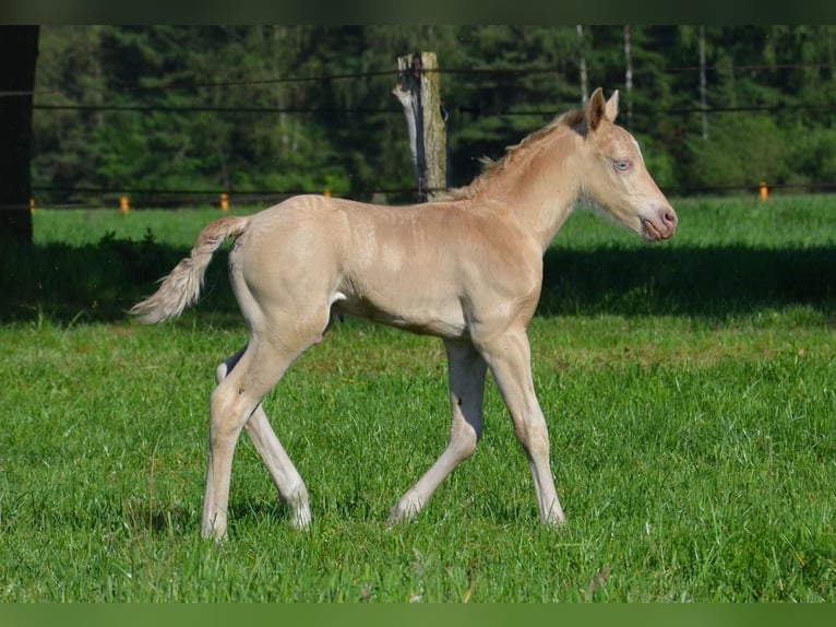 Quarter-ponny Hingst Föl (05/2024) 150 cm Champagne in Nordhorn