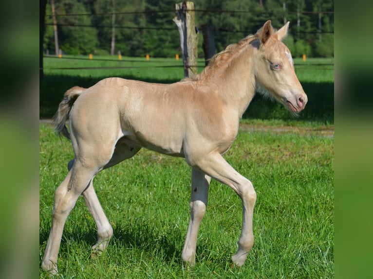 Quarter-ponny Hingst Föl (05/2024) 150 cm Champagne in Nordhorn