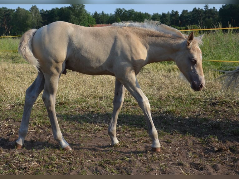 Quarter-ponny Hingst Föl (05/2024) 150 cm Champagne in Nordhorn