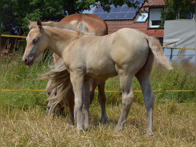 Quarter-ponny Hingst Föl (05/2024) 150 cm Champagne in Nordhorn