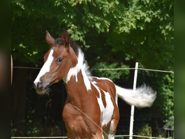 Quarter-ponny Hingst Föl (05/2024) 150 cm Tobiano-skäck-alla-färger in Bad Mergentheim