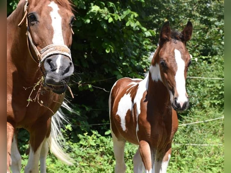 Quarter-ponny Hingst Föl (05/2024) 150 cm Tobiano-skäck-alla-färger in Bad Mergentheim