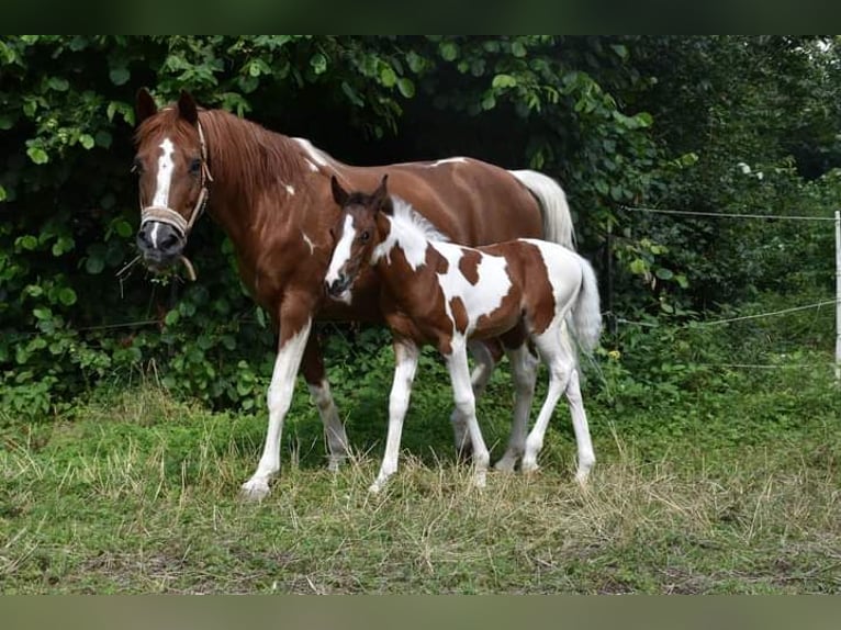 Quarter-ponny Hingst Föl (05/2024) 150 cm Tobiano-skäck-alla-färger in Bad Mergentheim