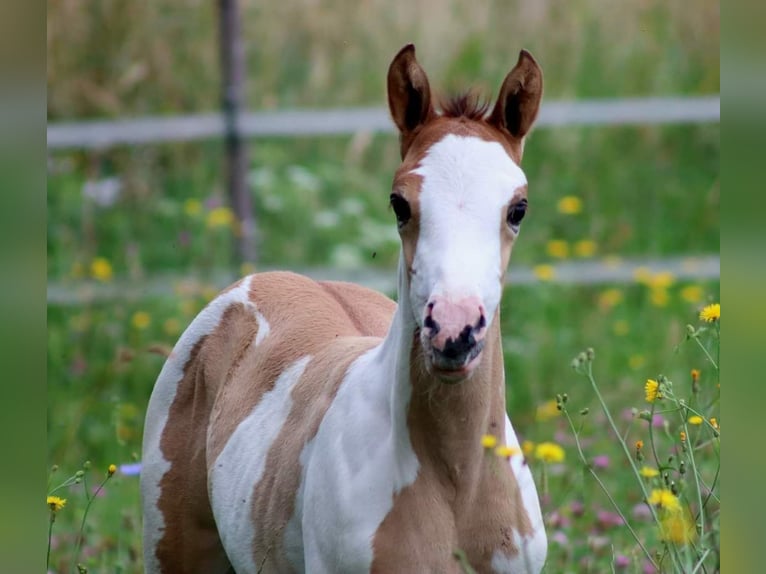 Quarter-ponny Hingst Föl (06/2024) 154 cm Overo-skäck-alla-färger in Vlotho