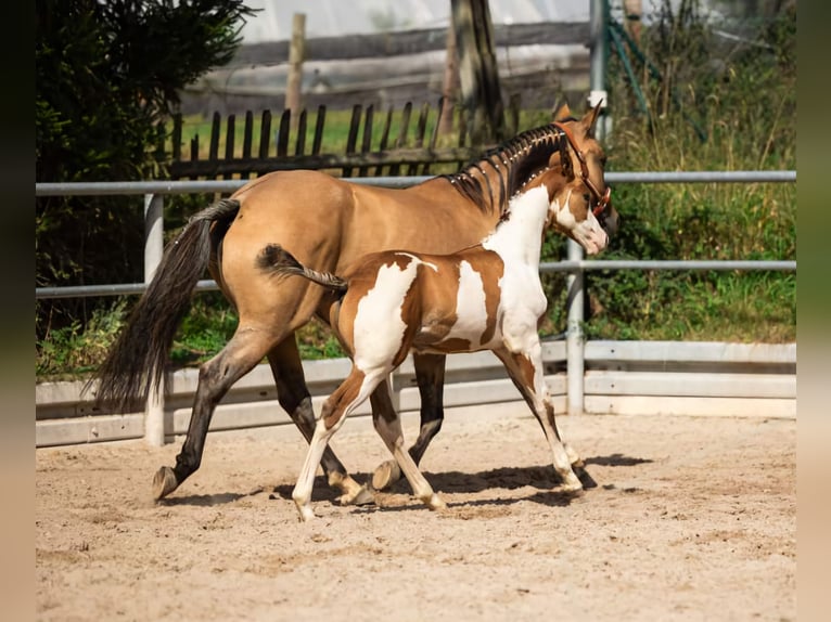 Quarter-ponny Hingst Föl (06/2024) 154 cm Overo-skäck-alla-färger in Vlotho