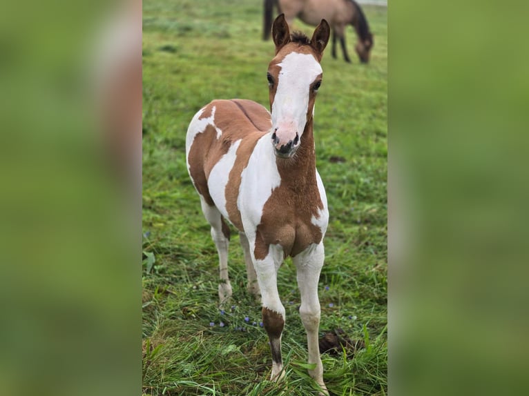 Quarter-ponny Hingst Föl (06/2024) 154 cm Overo-skäck-alla-färger in Vlotho