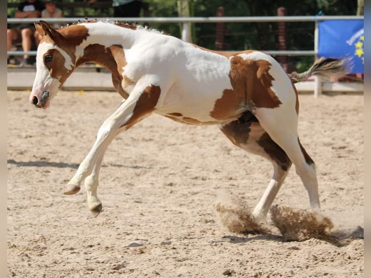 Quarter-ponny Hingst Föl (06/2024) 154 cm Overo-skäck-alla-färger in Vlotho